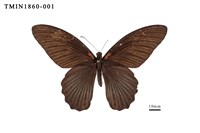 藏品(大鳳蝶)的圖片